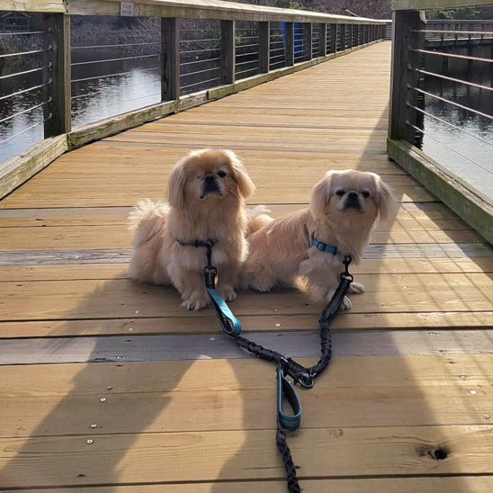 Double laisse pour chien bleu