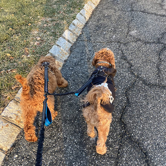 Double laisse pour chien promenade