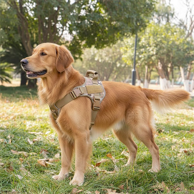Harnais chien | Tactik dog