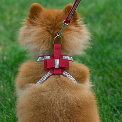 Harnais chiot boucle rouge