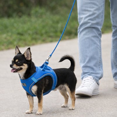 Harnais chiot 