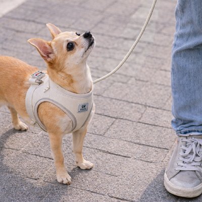 Harnais chiot 