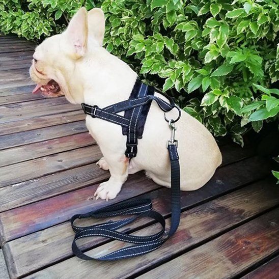 Harnais pour chien assis noir