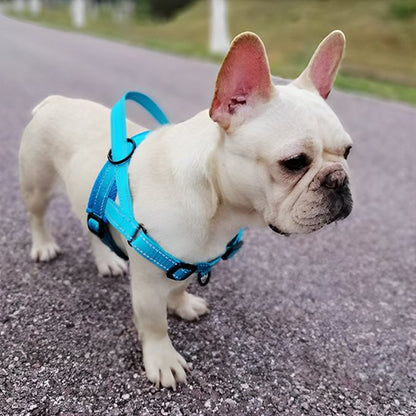 Harnais pour chien bleu pâle debout