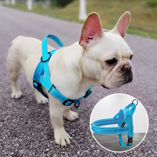 Harnais pour chien bleu pâle détails