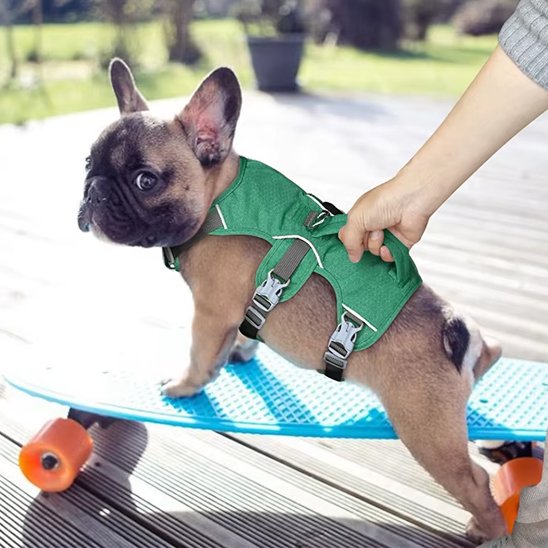 Harnais pour chien bouledogue francais
