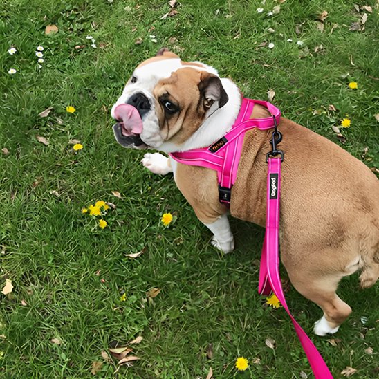Harnais pour chien debout rose