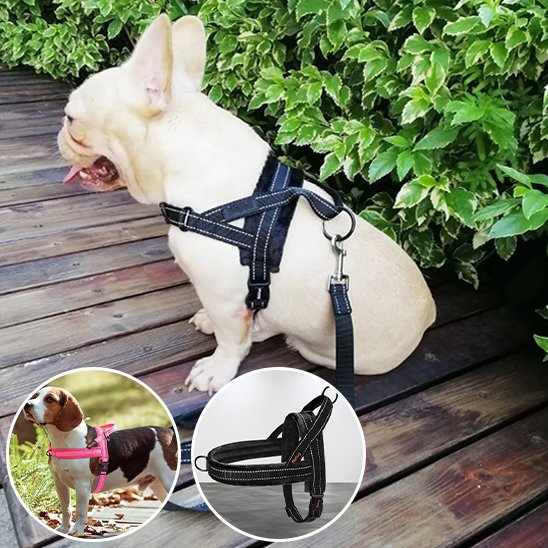 Harnais pour chien noir et rose Bouledogue