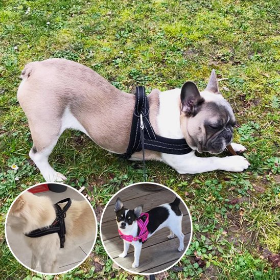 Harnais pour chien noir et rose