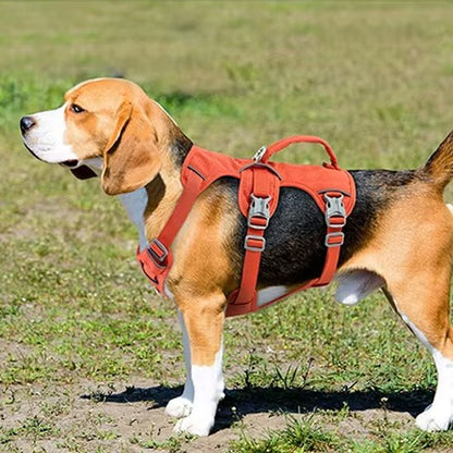 Harnais pour chien orange beagle