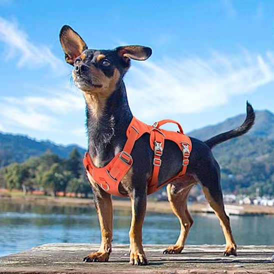 Harnais pour chien orange