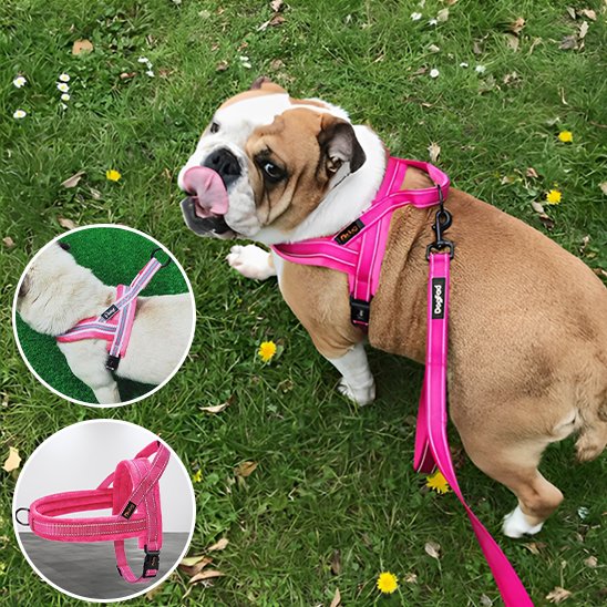Harnais pour chien rose bouledogue