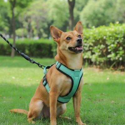 Harnais pour petit Chien | Confort Sécurisé