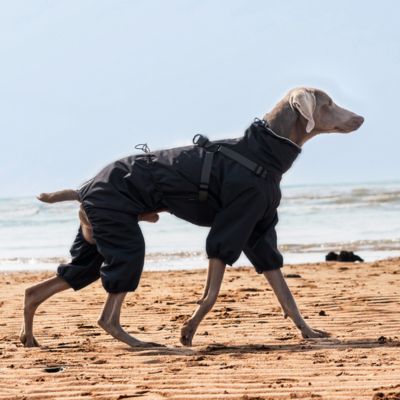 Imperméable pour chien ajustable noir Braque