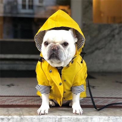 Imperméable pour chien jaune Bouledogue capuchon