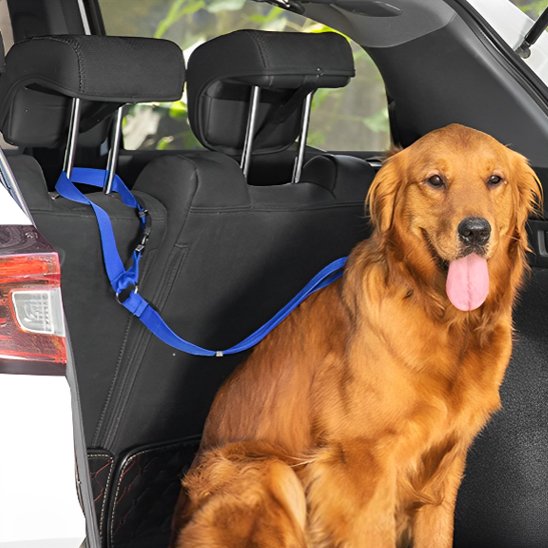 Laisse chien valise voiture