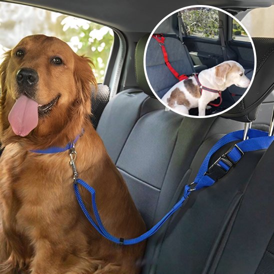 Laisse chien voiture bleue