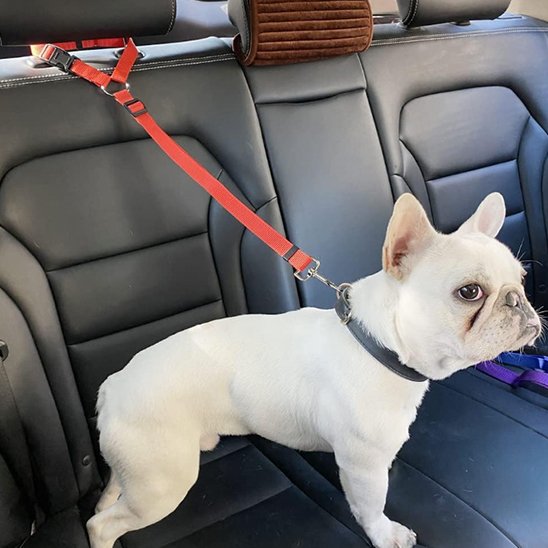 Laisse chien voiture Bouledogue