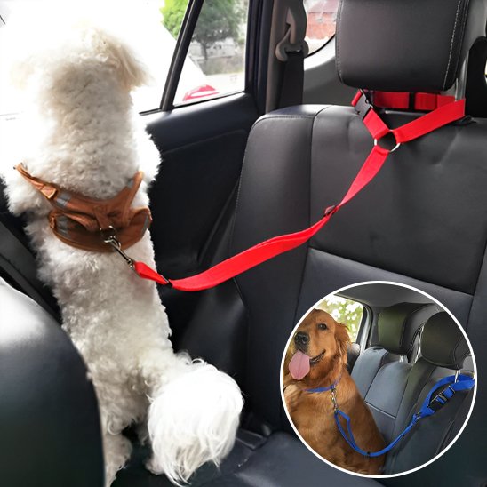 Laisse chien voiture détails