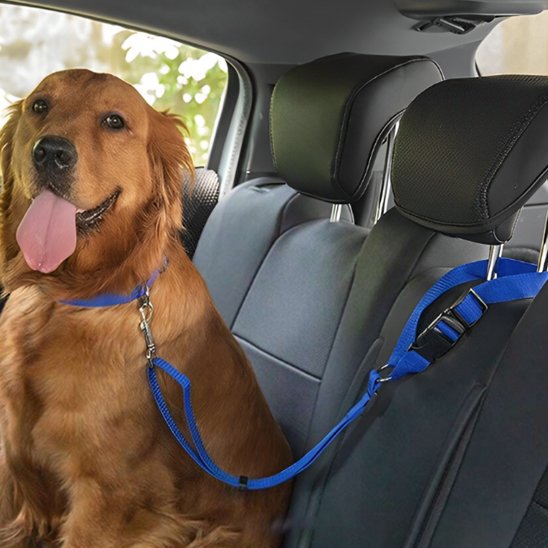 Laisse chien voiture grand chien