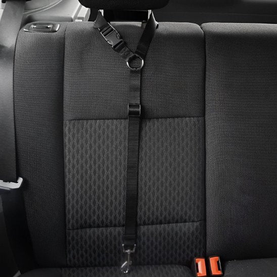 Laisse chien voiture noire