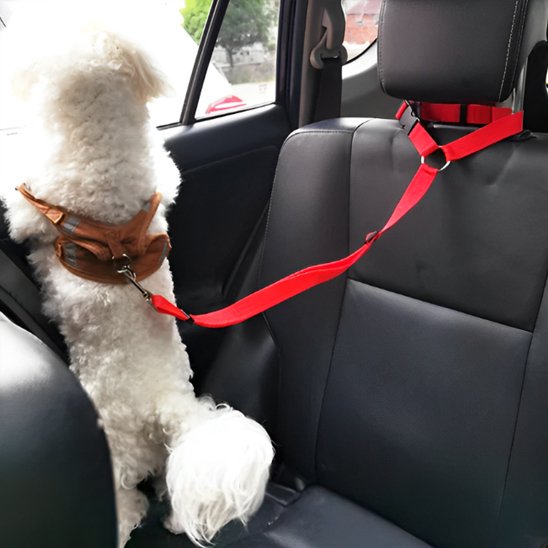 Laisse chien voiture petit chien debout