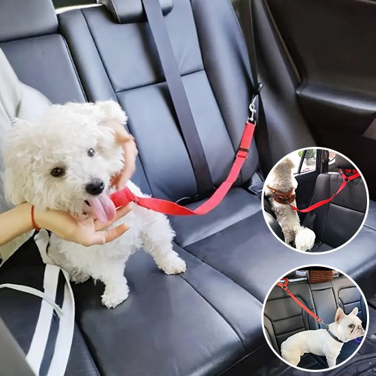 Laisse chien voiture petit chien