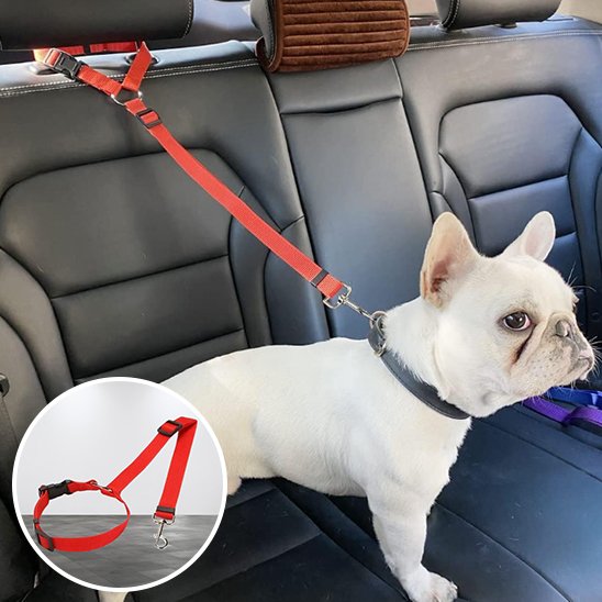 Laisse chien voiture rouge