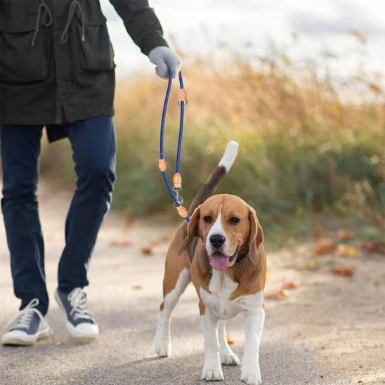 Laisse double pour chien Beagle promenade