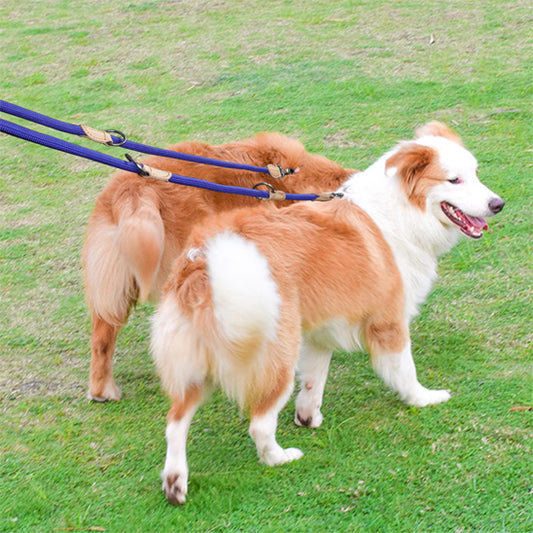 Laisse double pour chien bleu