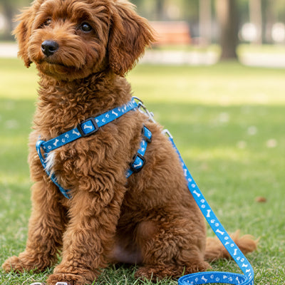 Laisse pour chien nylon bleu 2