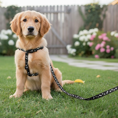 Laisse pour chien nylon noir 2
