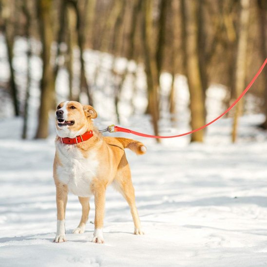 Longe pour chien orange neige