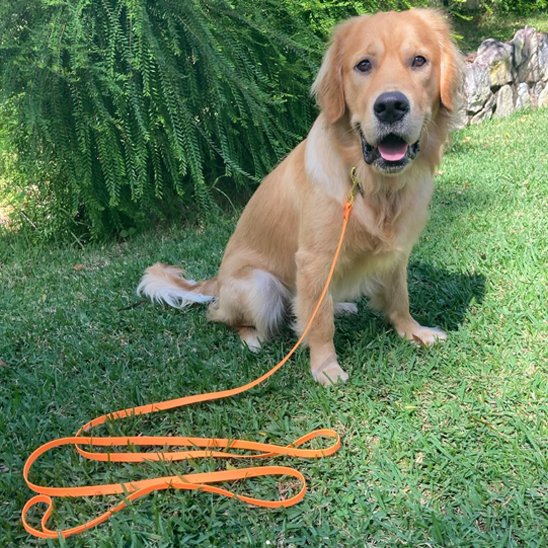 Longe pour chien  orange pelouse
