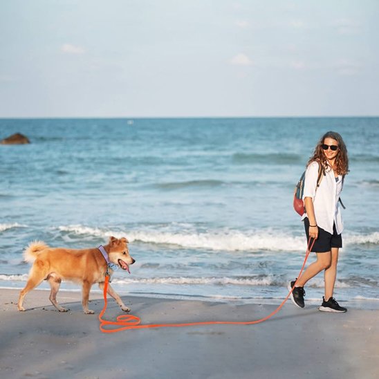 Longe pour chien orange plage