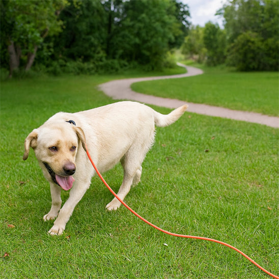 Longe pour chien pvc orange parc