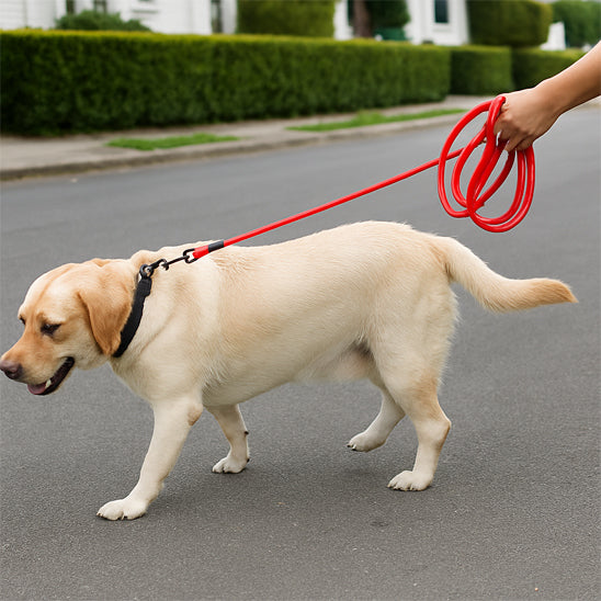 Longe pour chien pvc rouge