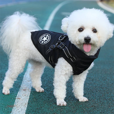 Manteau chien noir Caniche