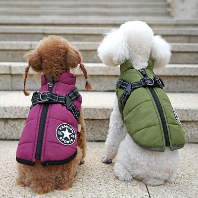 Manteau chien violet vert