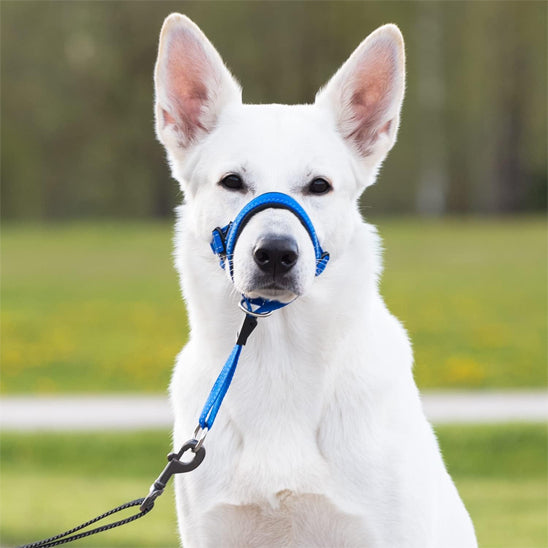 Muselière chien | Confort Respirant
