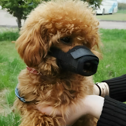 Muselière noire Caniche